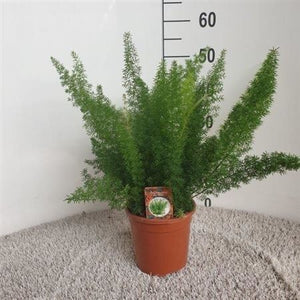 Meyer's Asparagus Fern (Asparagus densiflorus ‘Myersii’) – 17cm Pot