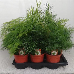 Mixed Asparagus Fern – 17cm Pot, Approx. 45cm