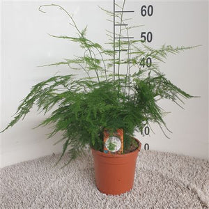 Asparagus Fern (Asparagus setaceus) – 17cm Pot