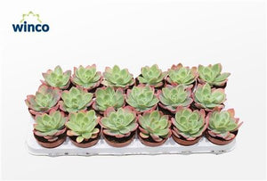 Echeveria ‘Luella’ Succulent – 8.5cm Pot