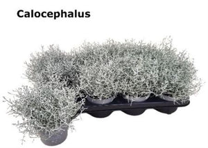 Cushion Bush (Leucophyta brownii) – 19cm Pot