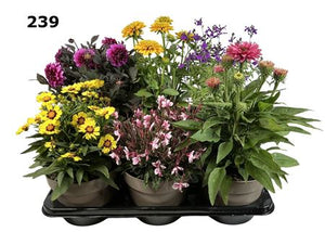 Mixed Perennial Plants – 19cm Pot
