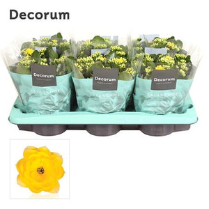 Yellow Double Kalanchoe – 15cm Pot