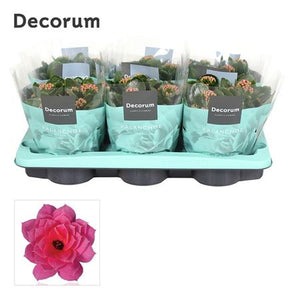 Pink Double Kalanchoe – 15cm Pot