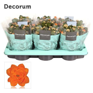 Pink Double Kalanchoe – 15cm Pot