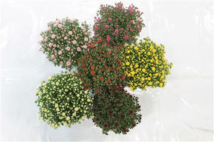 Mixed Chrysanthemum Houseplant – 15cm Pot