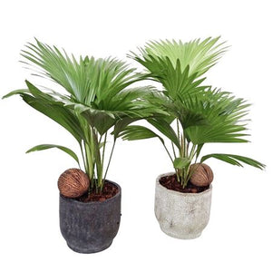Livistona Rotundifolia Fan Palm – 14cm Pot