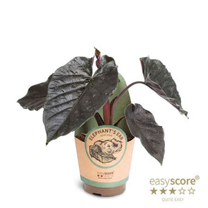 Alocasia ‘Antoro Velvet’ – 11cm Pot, 40cm High