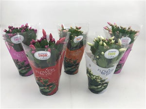 Mixed Schlumbergera Christmas Cactus – 9cm Pot