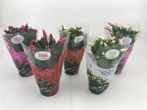 Mixed Schlumbergera Christmas Cactus – 9cm Pot
