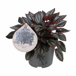 Peperomia caperata ‘Rio’ – 12cm Pot