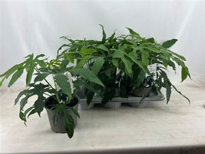 Fatsia Green Finger – 17cm Pot, Approx. 50cm High