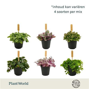 Mixed Mini Houseplant – 5.5cm Pot