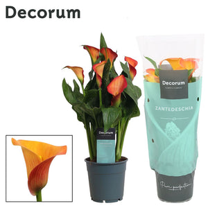 Orange Zantedeschia ‘Morning Sun’ – 12cm Pot