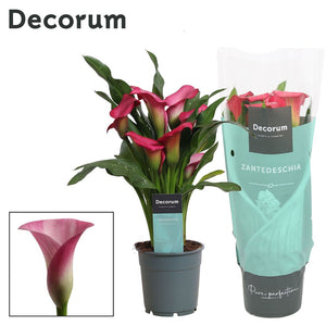 Pink and Peach Zantedeschia Calla Lily – 12cm Pot