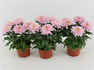 Red Zembla Chrysanthemum – 15cm Pot