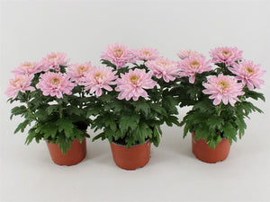 Red Zembla Chrysanthemum – 15cm Pot
