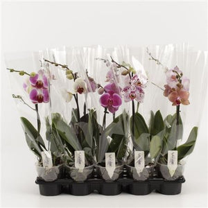 Mixed Phalaenopsis Orchid – 3 Stem, 12cm Pot