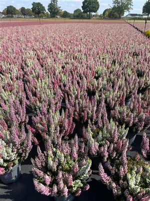 Calluna vulgaris ‘Beauty Ladies First’ Trio – 11cm Pots
