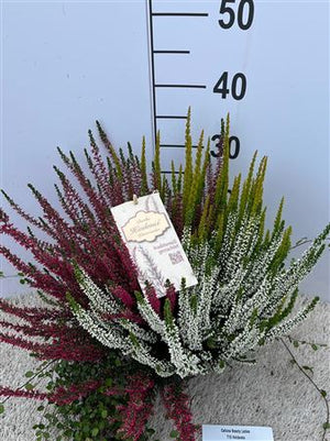 White Heather (Calluna vulgaris) – 15cm Pot