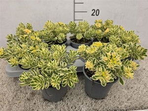 Sedum 'Atlantis' – 13cm Pot