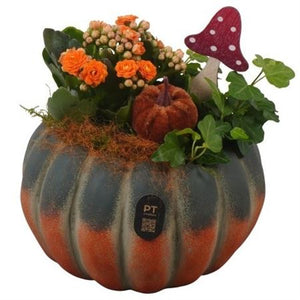 Autumn Indoor Plant Arrangement – 17cm Concrete Pot