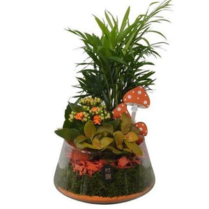 Autumn Glass Plant Arrangement – 18cm Bowl