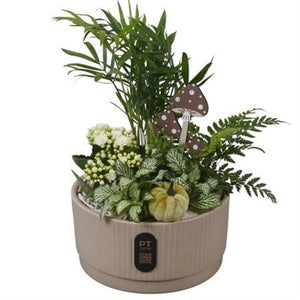 Autumn Indoor Plant Arrangement – 19cm Ceramic Dish