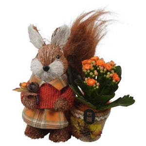 Autumn Indoor Plant Arrangement – 15cm Pot