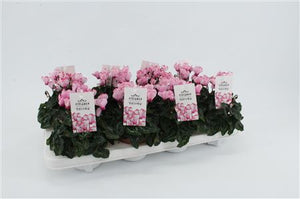Peach and Pink Cyclamen persicum – 10.5cm Pot
