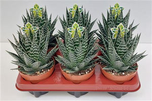 Aloe Tiki Tahi – 12cm Pot, Approx. 23cm Height
