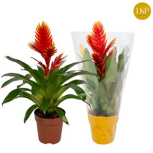 Vriesea ‘Int Peach Oranje’ – 12cm Pot