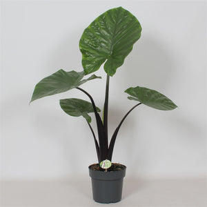 Alocasia Dark Star – 21cm Pot, Approx. 100cm High