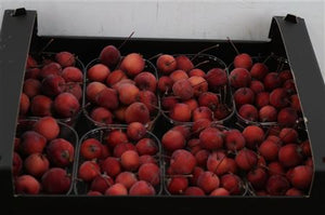 Red Ornamental Crab Apples – Decorative Fruit
