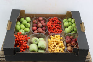 Mixed Ornamental Sorbus and Malus Fruit Arrangement