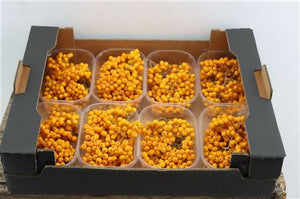 Yellow Rowan Berry Branches – Pack of 8