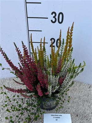 White Heather (Calluna vulgaris) – 10.5cm Pot