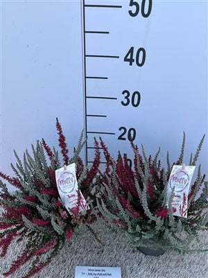 Calluna Garden Girls Heather ‘Fluffy Duo’ – 11cm Pot