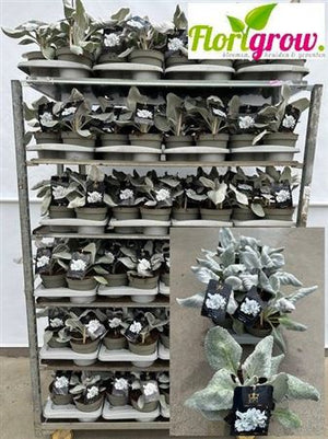 Angel Wings Senecio (Senecio candidans) – 17cm Pot