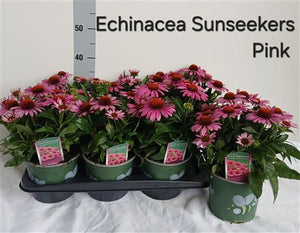 Pink Echinacea ‘Sunseekers’ – 17cm Pot