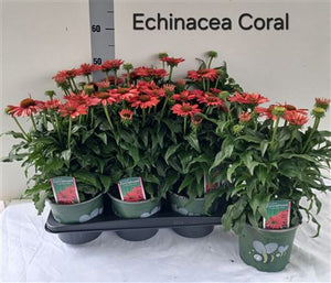 Pink Echinacea ‘Coral’ – 17cm Pot