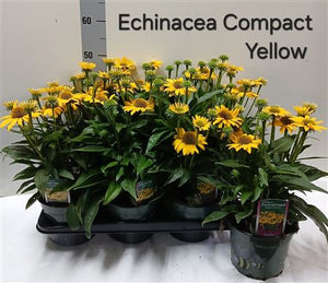 Yellow Echinacea – 17cm Pot