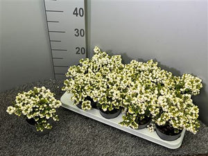 White Pernettya Gaultheria – 10.5cm Pot