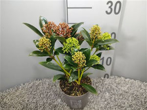 Skimmia japonica ‘Tricolour’ – 10.5cm Pot, 30cm High