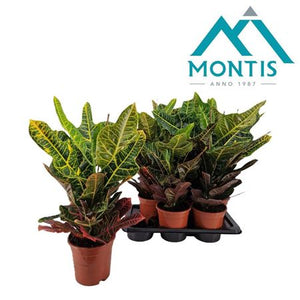 Codiaeum Excellent Croton – 17cm Pot, 60cm High