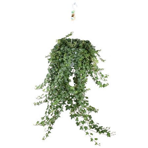 Green English Ivy (Hedera helix) – 24cm Hanging Pot