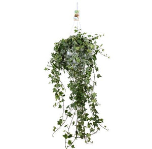 White Variegated English Ivy (Hedera helix) – 24cm Hanging Pot