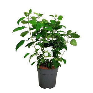Hydrangea ‘Strong Annabelle’ – 31cm Pot, 90cm Height
