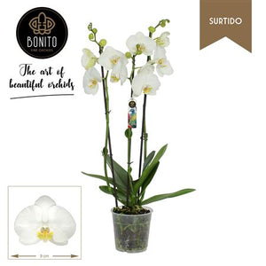 White Phalaenopsis Orchid – 3 Stem, 12cm Pot