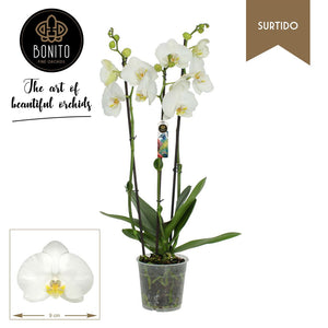 White Phalaenopsis Orchid – 3 Stem, 12cm Pot